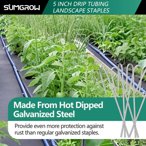 120 Pack Drip Tubing Stakes 5 Inch Galvanized Steel Landscape Staples For One Quarter Inch Or One Eighth Inch Tubing Durable And Heavy Duty Irrigation Anchors To Secure Drip Lines In Lawn And Garden shown securing drip lines in garden layout
