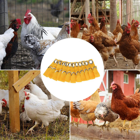 Yellow Tie Cord Leash For Game Fowl And Poultry, Adjustable Nylon Strap displayed with chickens in a farm setting