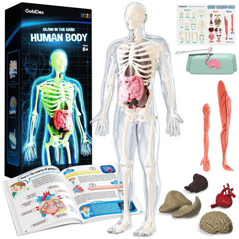 Glow In The Dark Skeleton Model Kit For Hands On Interactive Anatomy Practice 40 Piece Science Toy For Kids Ages 8 Plus combo