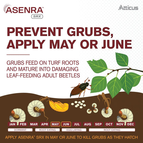 Diagram of grub lifecycle and prevention, including Liquid Grub Control For Lawns And Landscaping With Eighteen Point Four Percent Chlorantraniliprole