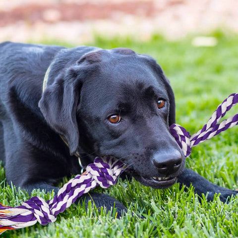 Black dog playing with a purple and white Indestructible Rope Chew Toys Set For Aggressive Chewers, Heavy Duty Dental Rope Toys For Large Breeds.