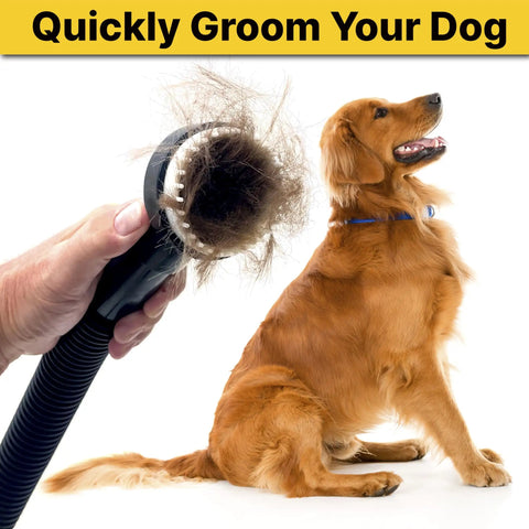 Dog Grooming Tool With Soft Bristles For Gentle Fur Care And Vacuuming, 1.25 Inch Diameter, used on a golden retriever