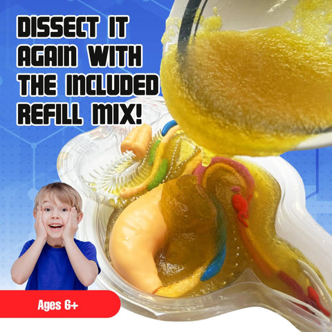 Rattlesnake Dissection Kit for Kids Kid Friendly Hands On STEM Science Toy With Carvable Model Dissecting Tray Plastic Tools And Synthetic Gelatin Material For Safe No Live Animal Learning For Ages Six And Up. Cutaway model with tray and gel mix, ages 6+