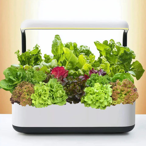Over 20,000 Lettuce Seeds Pack With 10 Fresh Varieties For Indoor Or Outdoor Growing No Fuss Easy Grow For Beginners Great For Hydroponics Kit Non GMO Lettuce Mix For Crisp Salads Sandwiches And Wraps in white hydroponics container