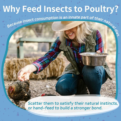 Person feeding chicken from a bowl on a farm, showing 10Lb Dried Black Soldier Fly Larvae For Chickens Calcium Packed Poultry Treat