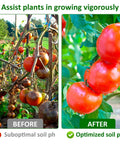 Comparison of tomato plants before and after using 100 Pack Soil PH Test Kit With Litmus Paper Strips For Quick No Fuss Home Garden Testing Easy PH Tester For Soil From 3.5 To 9.0 Range Ideal For Lawn Grass Flowers Veggies Compost And Dirt shows healthier growth with optimized soil pH.