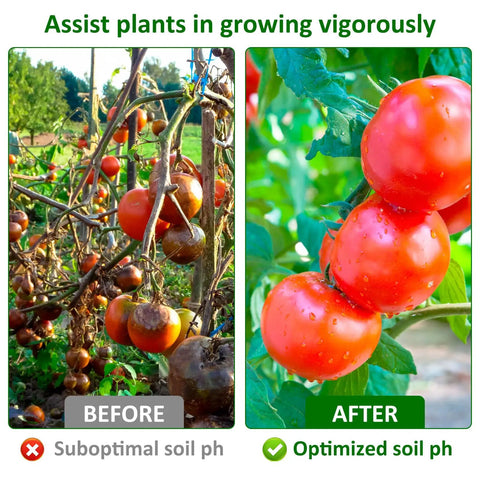 Comparison of tomato plants before and after using 100 Pack Soil PH Test Kit With Litmus Paper Strips For Quick No Fuss Home Garden Testing Easy PH Tester For Soil From 3.5 To 9.0 Range Ideal For Lawn Grass Flowers Veggies Compost And Dirt shows healthier growth with optimized soil pH.