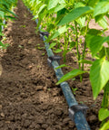 Pack Of 100 Half Inch Irrigation Tubing Hold Down Stakes Beefed Up Heavy Duty Anchors For Sprinkler Garden Landscaping Drip Lines Three Quarters Inch By Four Point Three Three Inch installed securing tubing in vegetable garden