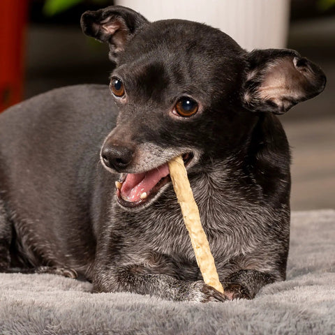 Small dog chewing on a Beefhide Munch Mini Rolls Dog Chew Treat, 5 Inch Crunchy Roll, natural flavor, on gray blanket