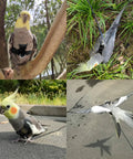 Bird Harness With Buckle Clip And Leash For Small Birds Outdoor Flying Kit on Cockatiel in natural setting, black adjustable harness