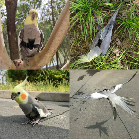 Bird Harness With Buckle Clip And Leash For Small Birds Outdoor Flying Kit on Cockatiel in natural setting, black adjustable harness