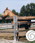Stainless Steel Gate Chain Lock 20 Inch Heavy Duty Outdoor Fence Security with horse near wooden fence and chain shown in circle.