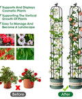 Double Pack Garden Obelisk Trellis for Climbing Plants Outdoor 6.2 ft with roses and green foliage displayed in pots, before and after use.