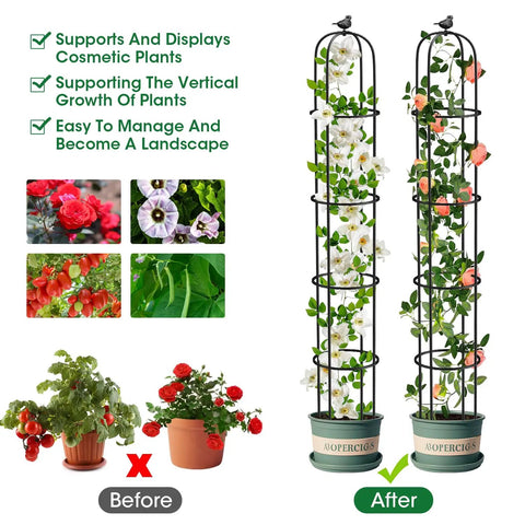 Double Pack Garden Obelisk Trellis for Climbing Plants Outdoor 6.2 ft with roses and green foliage displayed in pots, before and after use.