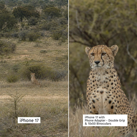 Cheetah in the wild captured using Universal Spotting Scope Phone Adapter with Double Grip Telescope Mount for Digiscope Photography.
