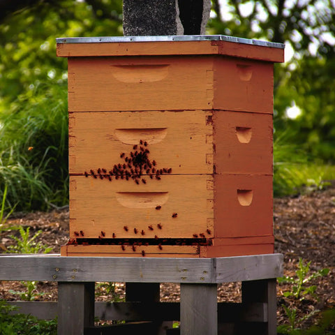 Two Pack Telescoping Bee Hive Cover for 10 Frame Hives, Metal Lid With Wooden Core, in use on Langstroth beehive outdoors