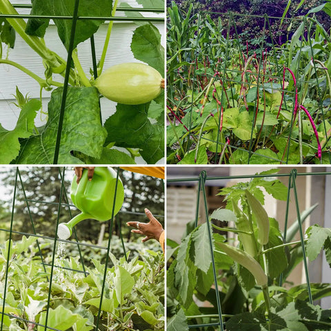 Foldable Metal A-Frame Cucumber Trellis 48 By 18 Inches holding climbing plants in narrow raised beds