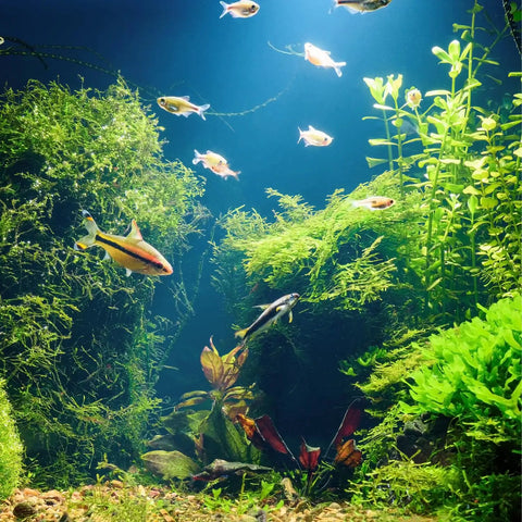 100 Mixed Aquarium Grass Seeds For Planting In Tanks Ponds And Patio Containers Easy To Grow Aquatic Grass Garden 2 To 6 Inches Tall Rich Color Mix Fast Germination Low Maintenance, planted aquarium with fish
