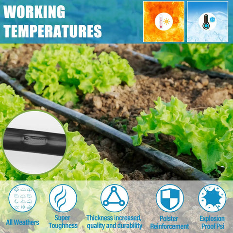 1000Ft Five Eighth Inch Drip Tape With 6 Inch Spacing And 8 Mil Thick Irrigation Hose in garden with lettuce plants