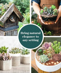 Assorted Succulent Plant Pack Of 40 Live Mini Succulents With Low Maintenance Colorful Mix For Garden And Home Decor Ideal For DIY Arrangements Wedding And Party Favors Gifts And Plant Enthusiasts displayed in terrarium and pots