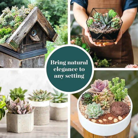 Assorted Succulent Plant Pack Of 40 Live Mini Succulents With Low Maintenance Colorful Mix For Garden And Home Decor Ideal For DIY Arrangements Wedding And Party Favors Gifts And Plant Enthusiasts displayed in terrarium and pots