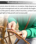 Person using Open Angle Branch Pullers Set For Fruit Trees 100 Pack to adjust limb angles on a young branch.