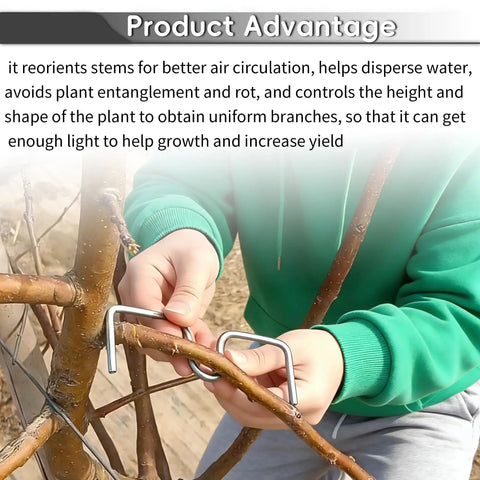Person using Open Angle Branch Pullers Set For Fruit Trees 100 Pack to adjust limb angles on a young branch.