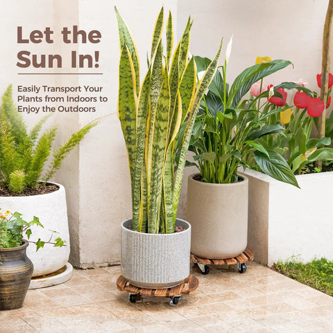 Tough Wood Plant Stand With Wheels 12 Inch Rolling Planter Caddy Four Pack holding large indoor plants on patio.