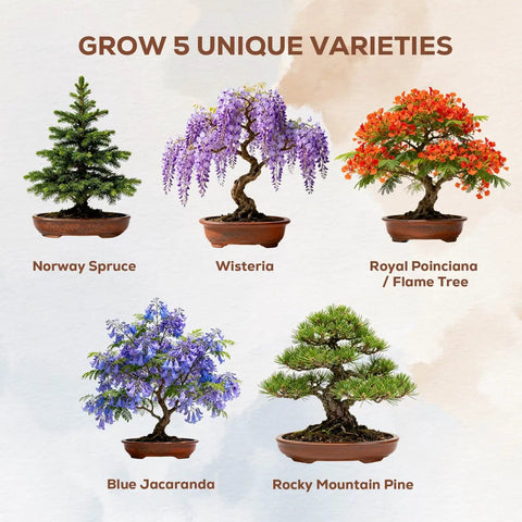 Indoor Bonsai Starter Kit For Adults With Jacaranda Seeds, Tools And Planter, showing five tree varieties in pots