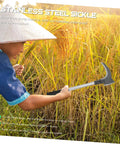 Person using a stainless steel sickle to harvest rice, showing ergonomic handle design in a rice field.