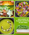 Ceramic Microgreens Growing Kit For Kitchen Garden with vibrant salads, sandwiches, and soup showcasing harvested microgreens