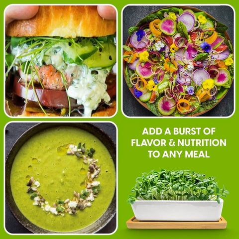 Ceramic Microgreens Growing Kit For Kitchen Garden with vibrant salads, sandwiches, and soup showcasing harvested microgreens
