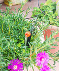 100 Pack Drip Irrigation Stakes For One Quarter Inch Tubing in use with plants in a garden pot