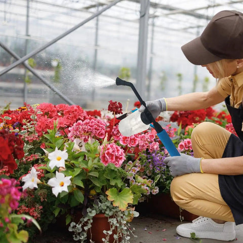 Gardener using Bulb Duster Sprayer For Rapid Even Pollination Of Tomatoes Veggies And Fruit Trees During Bloom in greenhouse flowers