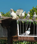 Two Pigeon Cage Doors One Way Entrance Iron For Racing And Breeding, 11.81x10.24 Inches White, shown on pigeon loft