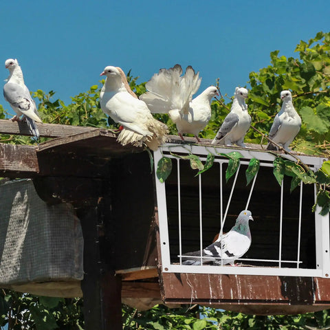 Two Pigeon Cage Doors One Way Entrance Iron For Racing And Breeding, 11.81x10.24 Inches White, shown on pigeon loft