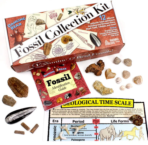 Totally Real Fossil Collection Kit With 12 Fossils, Including Shark Teeth And Dinosaur Bone, Fossil ID Book, Time Scale Chart