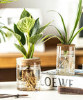 Dope Glass Propagation Stations For Plants Desktop Flower Vases Set Of Four With Two Large And Two Small Vases For Plant Cuttings