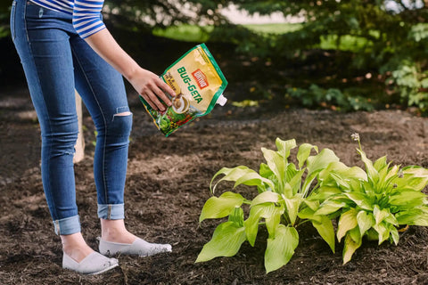 Person using Bug Geta Snail And Slug Killer 2 Slug Bait near plants, OMRI listed organic pest control for gardens, 6 lb pack in action