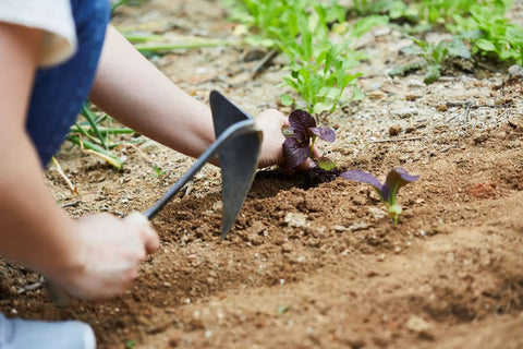 Hand Plow Hoe With Safety Cover For Easy Weeding And Farming From Korean Master Blacksmith, tool used in soil cultivation