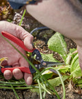 Person using Long Straight Pruning Snip With Precision Narrow Tempered Steel Blades for clean cuts in delicate herbs and veggies