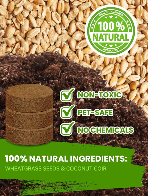 Image of non-toxic, pet-safe Indoor Cat Grass Kit 3 Pack Quick Grow With Eco Friendly Biodegradable Pots Soil And Wheatgrass Seeds.