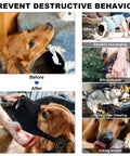 Dogs displaying various negative behaviors, including chewing furniture, scavenging, biting, chewing destructively, and licking wounds.