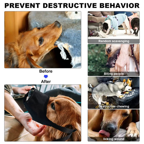 Dogs displaying various negative behaviors, including chewing furniture, scavenging, biting, chewing destructively, and licking wounds.