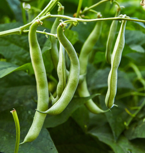 Blue Lake 274 Bush Bean Seeds 2 Oz Seed Pack with tender 5 to 6 inch pods for home gardeners in all growing zones 1 through 11.