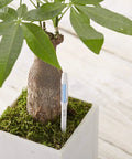Two Pack Aquameter Leave In Soil Moisture Meters For Indoor Potted Plants, Green Humidity Sensor Probe and Water Level Indicator in use