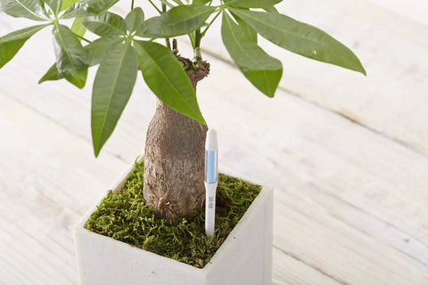 Two Pack Aquameter Leave In Soil Moisture Meters For Indoor Potted Plants, Green Humidity Sensor Probe and Water Level Indicator in use