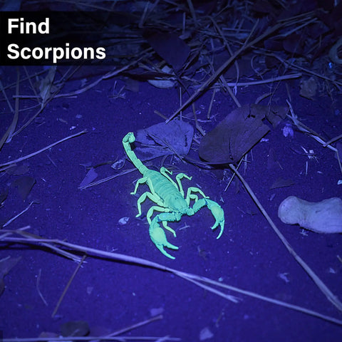 Scorpion illuminated by UV Black Light Flashlight Three Pack With 51 LEDs 395nm in dim light highlighting detection capability.