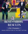 Dog show with several dogs displayed; focus on participant walking their dog in an indoor event.