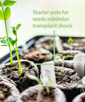 Close-up of 72 cell germination tray with peat pellets and sprouts for All In One Seed Starting Kit With 72 Cell Germination Trays 144 Peat Pellets 2 Pack Plant Markers And SUPERthrive Sample In Sturdy Plastic Greenhouse For Thriving Seedlings.